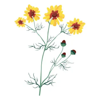 Tickseed illustration