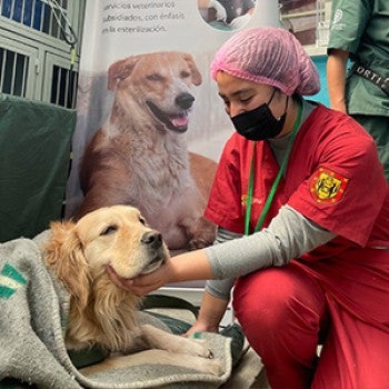 A veterinary work comforts a dog in their care.