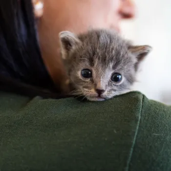 kitten on woman's shoulder