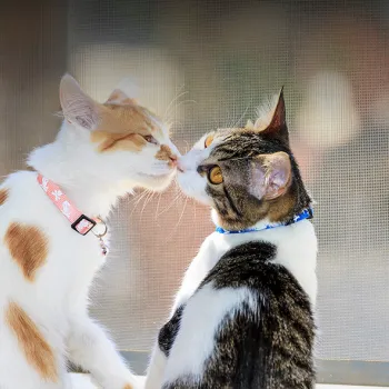 Vehicle Donatoin - step 4