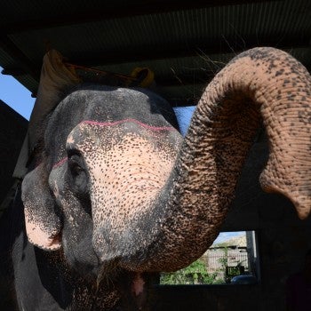 Mobile Elephant Treatment Service