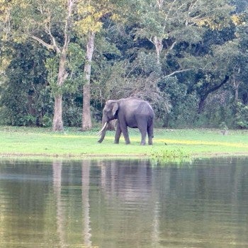 HJ India elephant