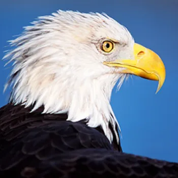 Photo of an American bald eagle.