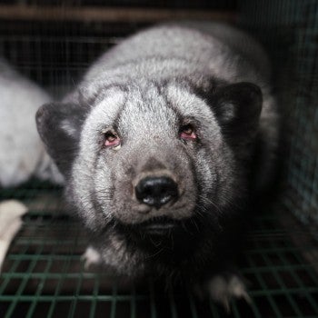 Fox on a fur farm