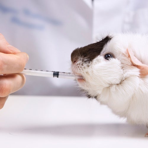 guinea pig animal testing