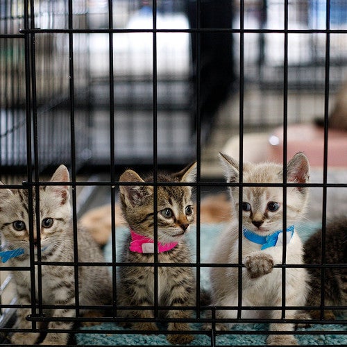 kittens in cage at emergency shelter in Joplin, Missouri after tornado