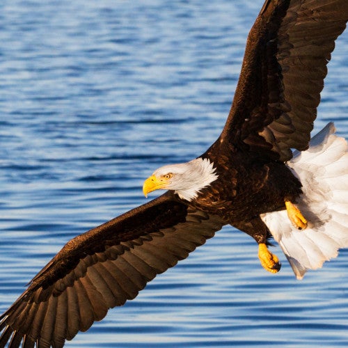 Eagle in flight over a body of water