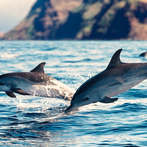 Wild dolphins swimming free in the ocean