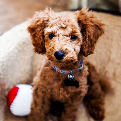 A brown, fluffy puppy sits in calmly their bed