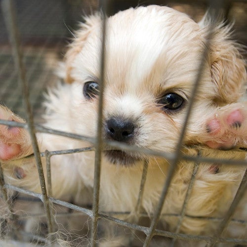 puppy mill rescue puppy