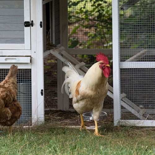 Backyard chickens near their coup. 