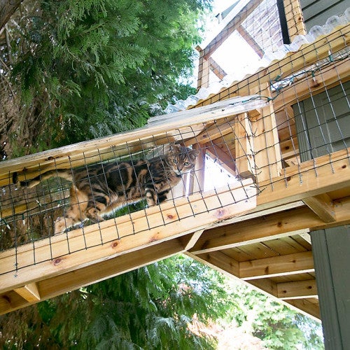 cat climbing in catio
