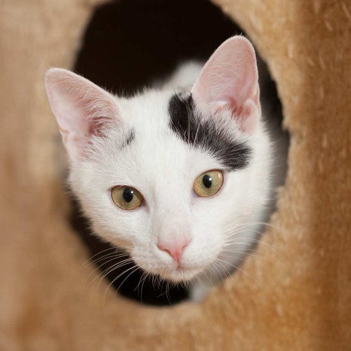 Cat peaking out from a hiding place