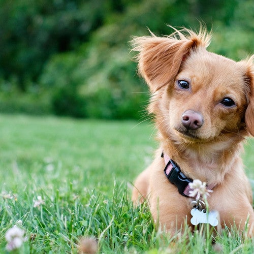 Cute dog sitting in grass outside.