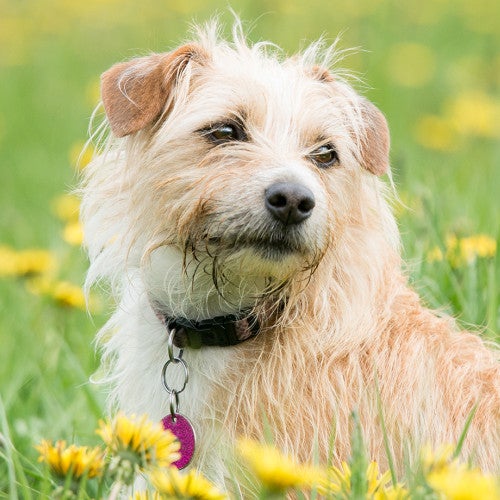 Dog wearing brown dog collar relaxing in a field of yellow flowers