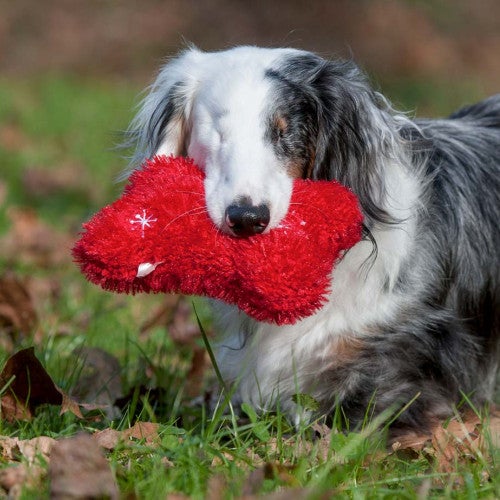 Corey, a blind dog, carries a red toy in his backyard