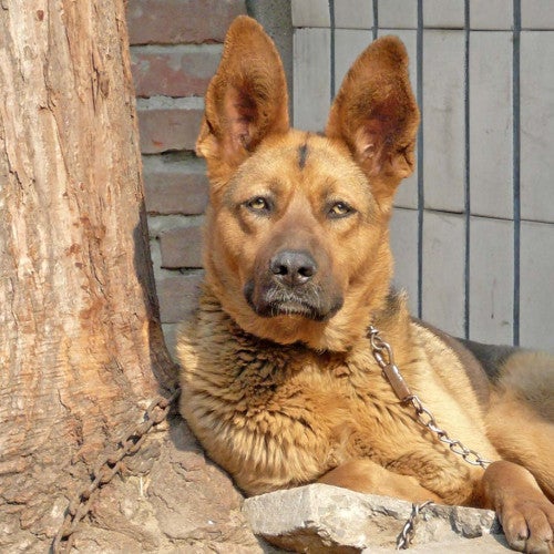 Sad dog tethered to a tree
