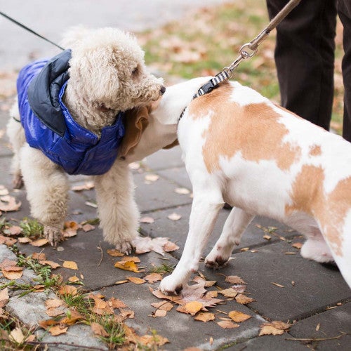 Dogs meeting outside