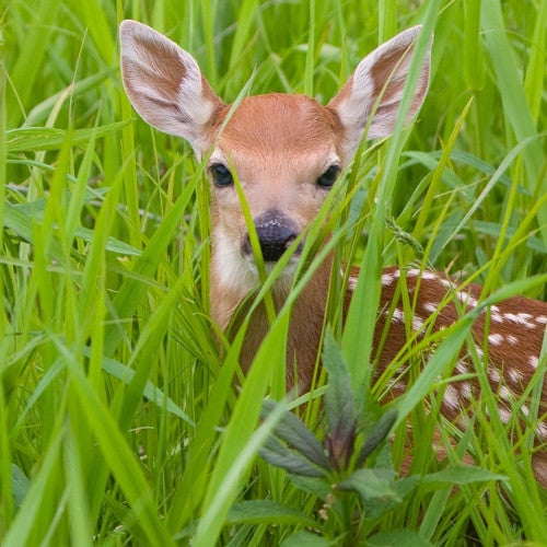 Fawn in a field of tall green grass
