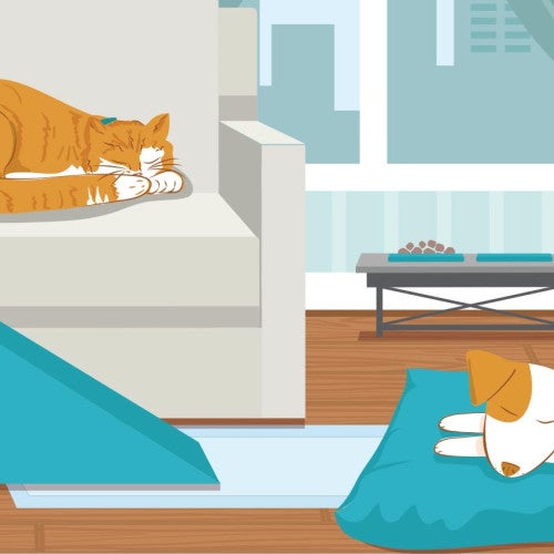 Illustration of a geriatric cat and dog in a home
