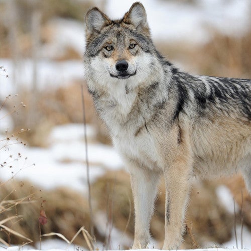 Wild gray wolf standing in the snow.