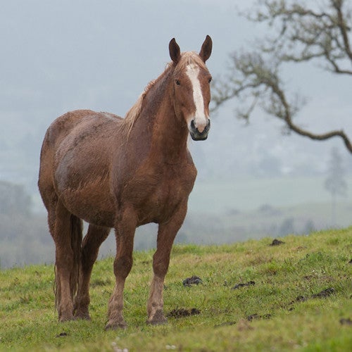 Horse at Duchess Sanctuary