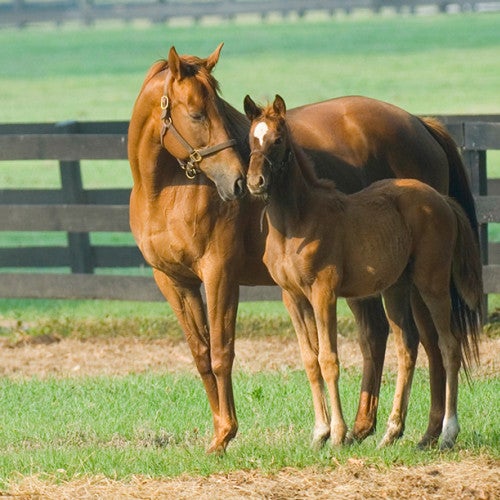 Horse nuzzling her foal on a farm