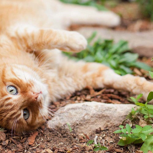 Orange cat lounging in a garden