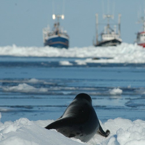 Young harp seal facing sealing vessels as Canada's seal hunt approaches.
