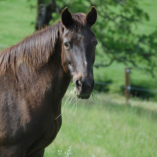 Horse at Duchess Sanctuary