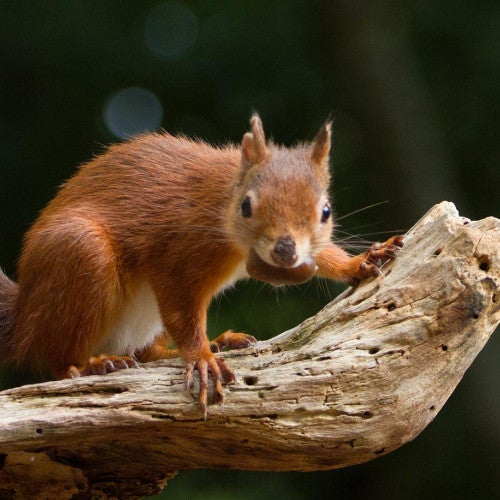 Brown squirrel with a nut in its mouth, standing on a tree limb