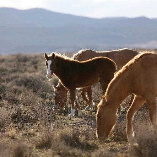 Wild horses eating grass