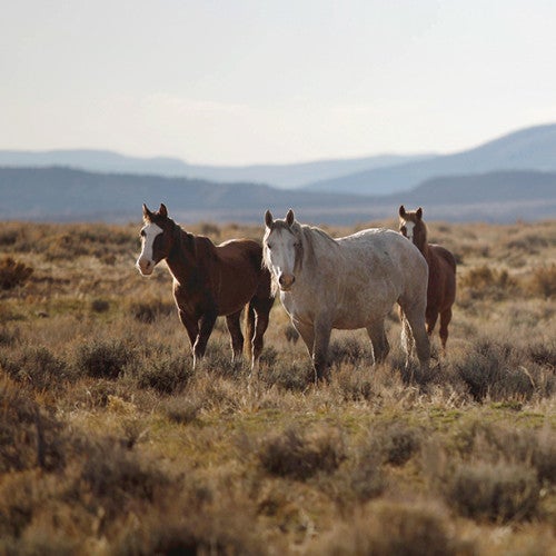 Band of wild horses
