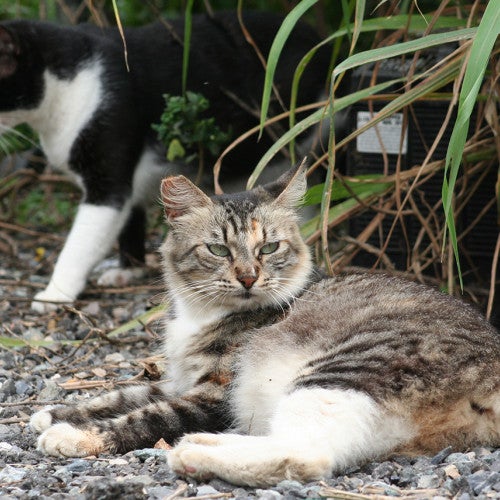 Outdoor cats sitting outsite