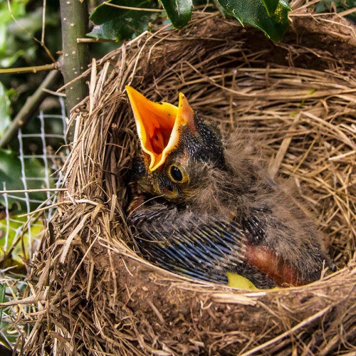 Hungry baby bird in a nest