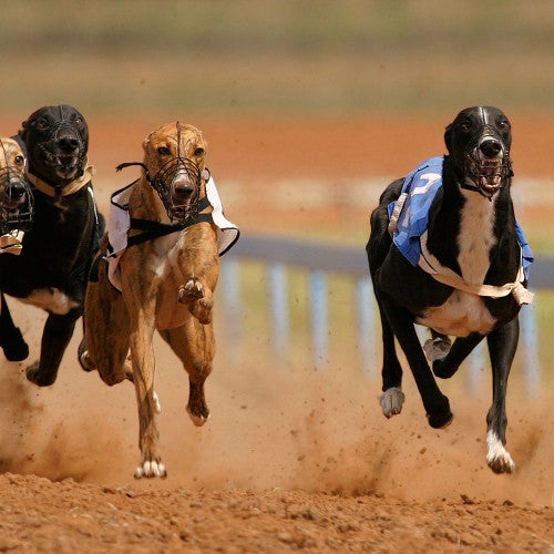 Greyhounds racing