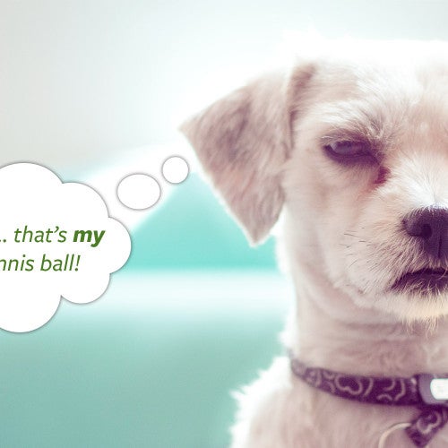 Photo illustration of a dog being possessive about his tennis ball