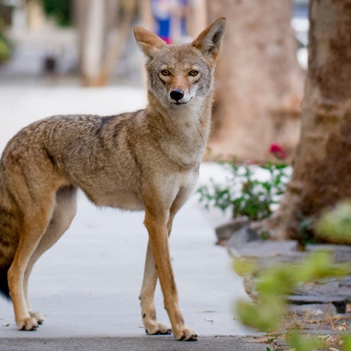 Coyote on an urban sidewalk