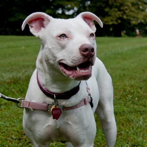 Happy white dog on a leash in the backyard. 