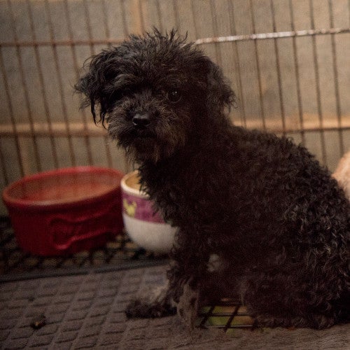 Two puppy mill dogs in a cage before being rescued