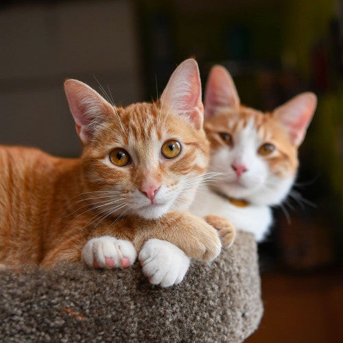 Orange cats cuddling together