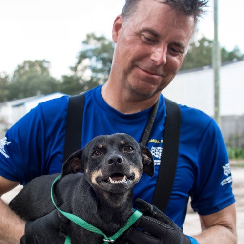 Dog and rescuer during HSUS efforts following Hurricane Florence in South Carolina