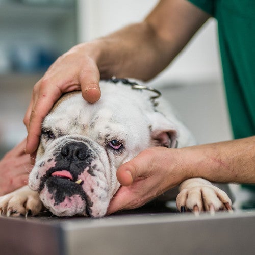 Sick bulldog being examined at a vet