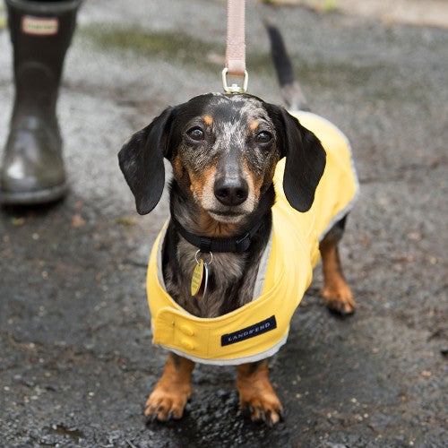 Small dog wearing a rain jacket