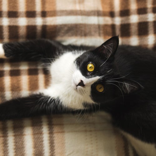 Black and white cat lying on plaid blanket holding a pumpkin. 