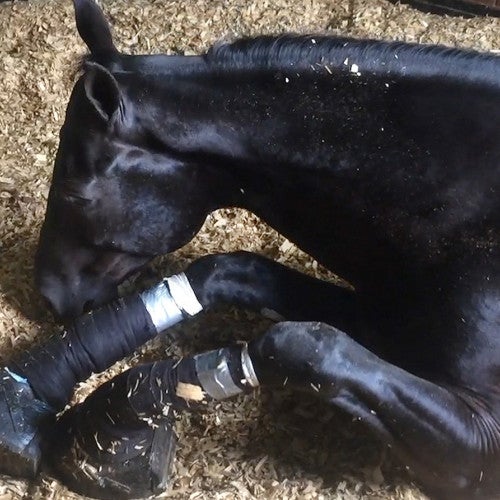 Horse suffering from soring on his legs
