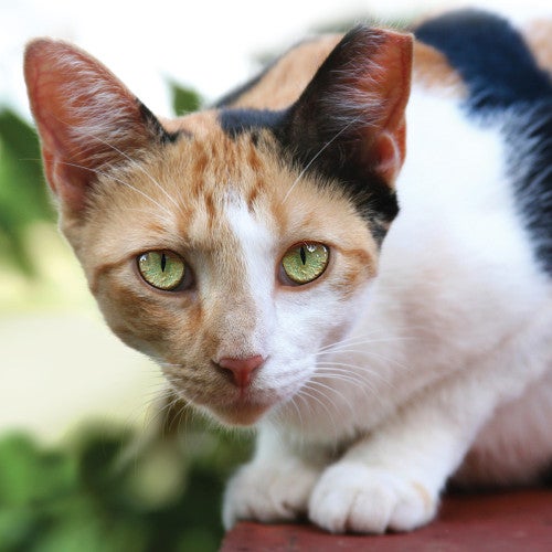 Portrait of a pretty cat outside with a tipped ear