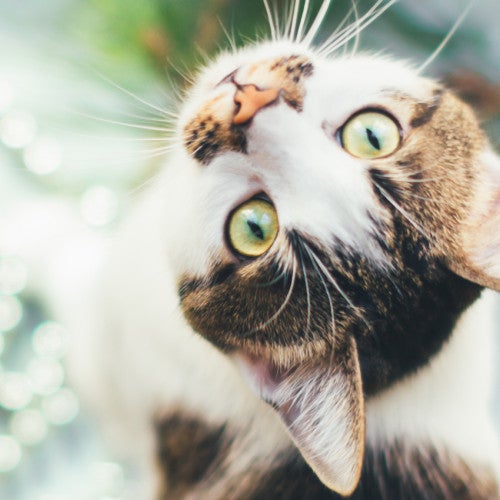 Pretty tabby cat sitting next to a toxic pointsetta