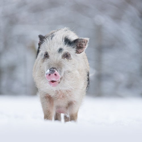 Happy pig in the snow