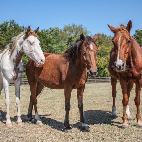 Three healthy horses, thrive after being rescued